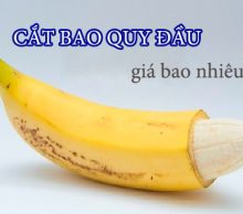 cat-bao-quy-dau-khoang-bao-nhieu-tien