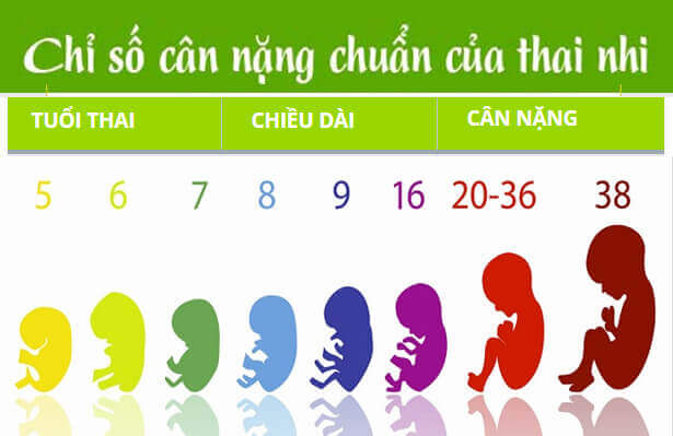 Thai 18+ tuần nặng bao nhiêu